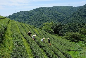 Yilan Rural Tea Picking Experience